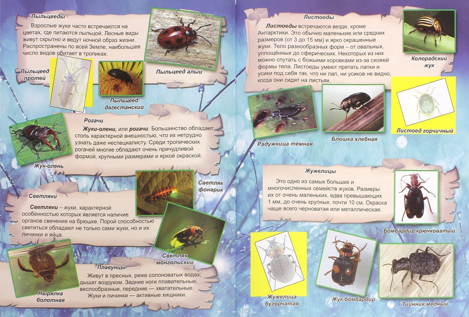 Иллюстрация 1 из 45 для Удивительный мир насекомых | Лабиринт - книги. Источник: Лабиринт