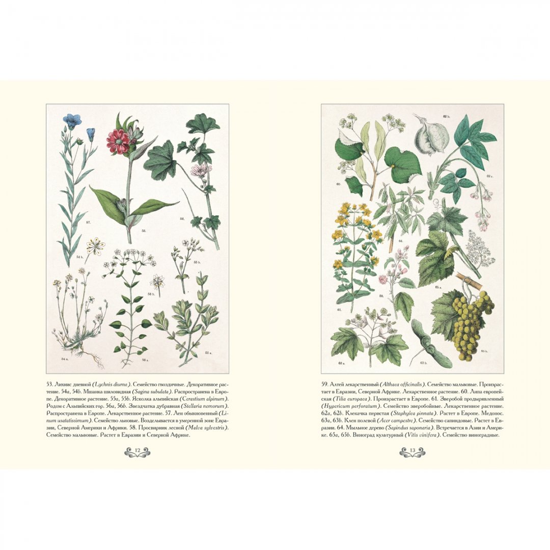 Иллюстрация 5 из 12 для Ботанический атлас. Карл фон Гофман - Готман фон | Лабиринт - книги. Источник: Лабиринт