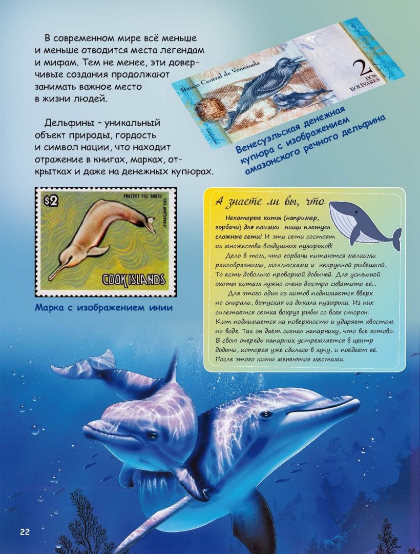 Иллюстрация 1 из 5 для Где живут дельфины? И чего мы не знаем о самых общительных животных - Чернецкий, Краснова | Лабиринт - книги. Источник: Лабиринт