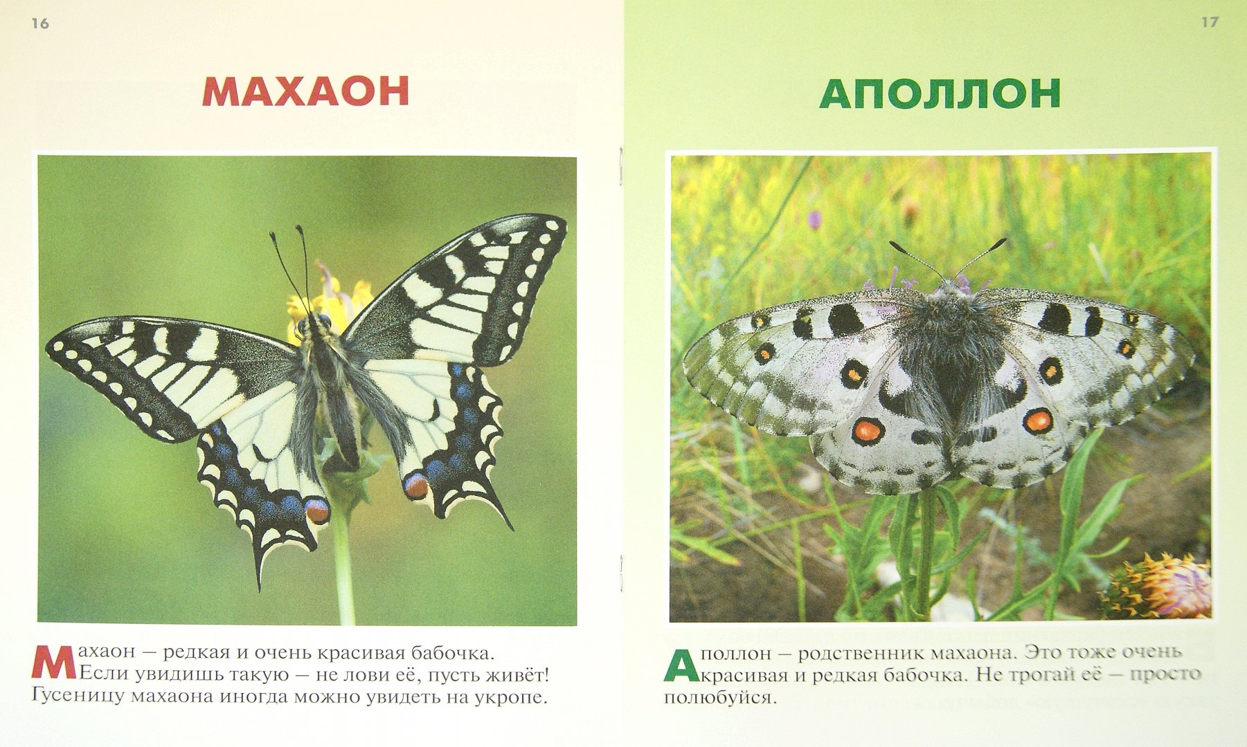 Иллюстрация 1 из 28 для Бабочки - Петр Волцит | Лабиринт - книги. Источник: Лабиринт