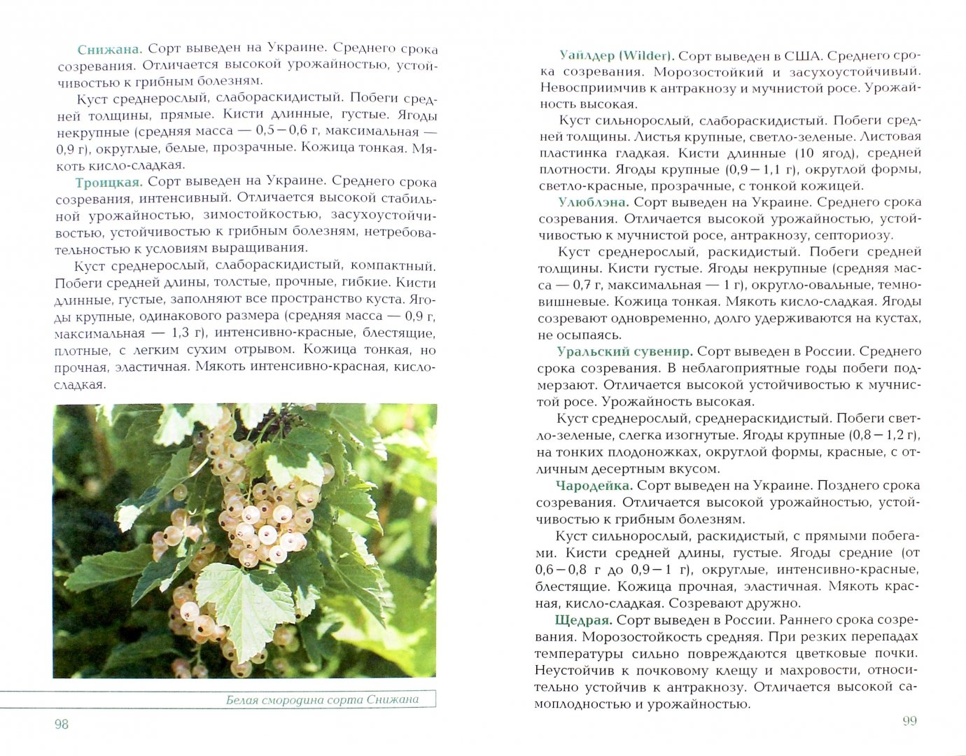 Иллюстрация 1 из 16 для Вкусные ягоды в вашем саду - Рассоха, Купличенко | Лабиринт - книги. Источник: Лабиринт
