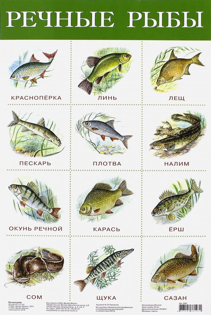 Иллюстрация 1 из 8 для Плакат "Речные рыбы" (2165) | Лабиринт - книги. Источник: Лабиринт