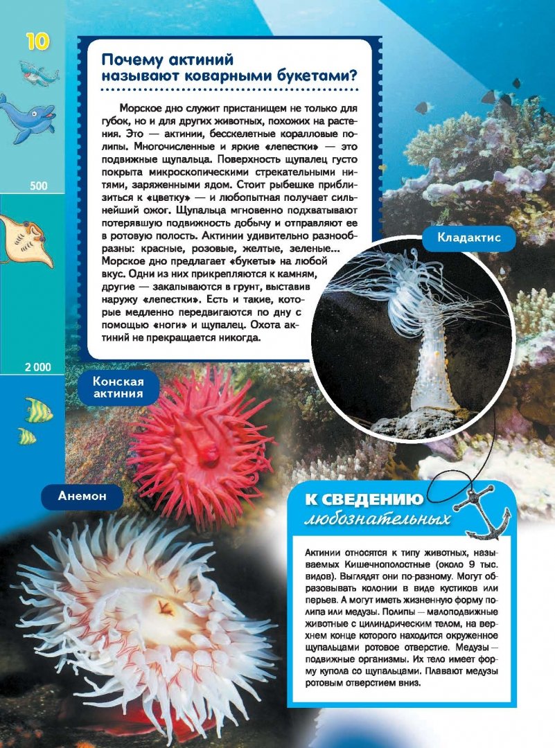 Иллюстрация 10 из 30 для Жизнь океана - Александр Тихонов | Лабиринт - книги. Источник: Лабиринт
