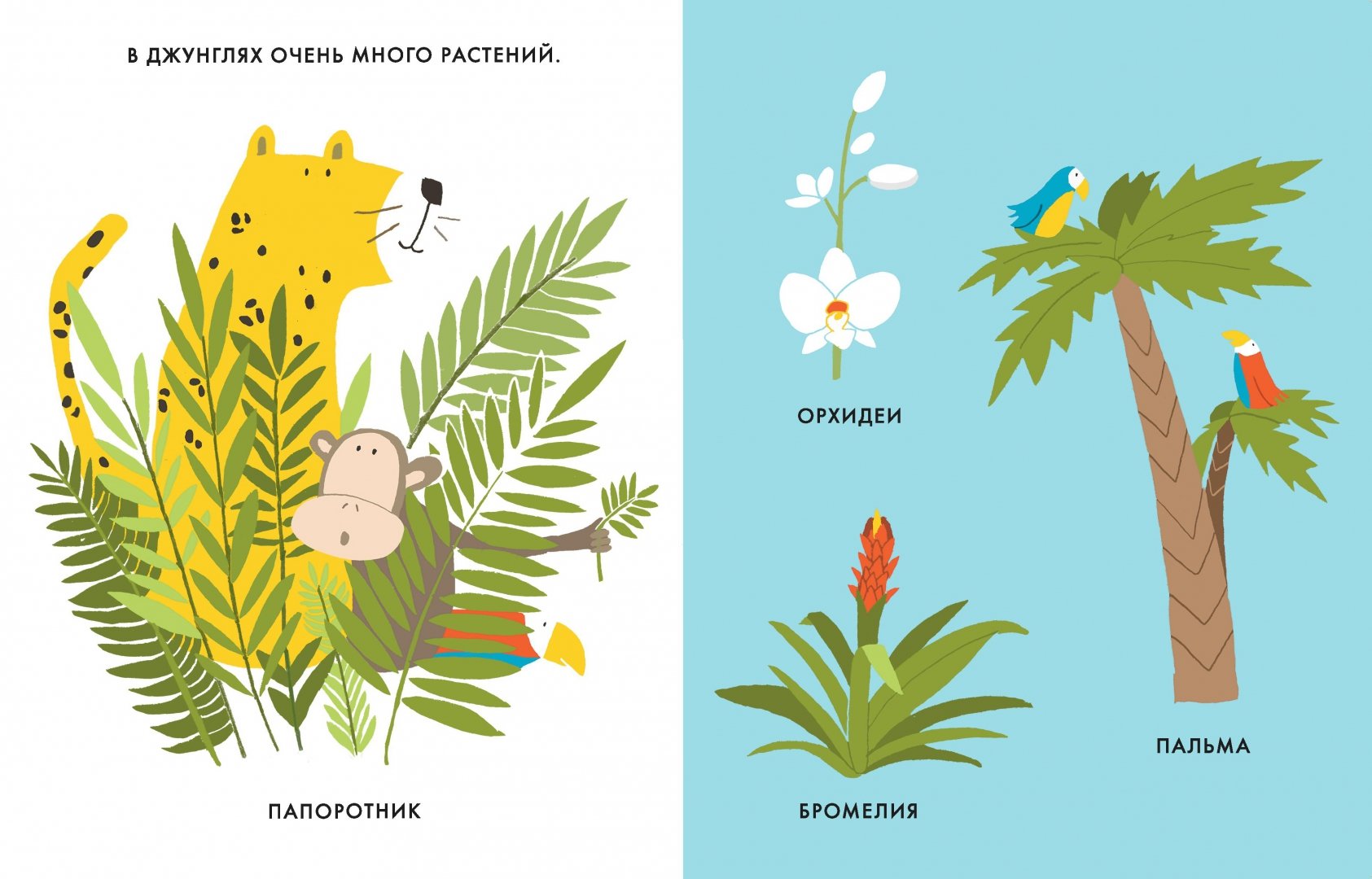 Иллюстрация 2 из 37 для Мои маленькие джунгли - Катрин Виле | Лабиринт - книги. Источник: Лабиринт