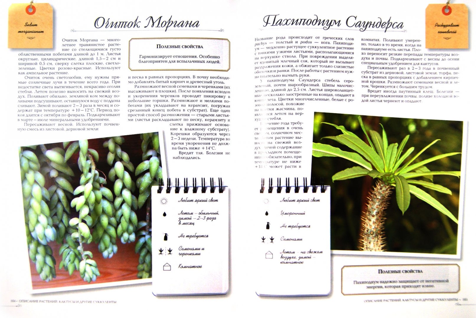 Иллюстрация 1 из 11 для Комнатные растения - Князева, Князева | Лабиринт - книги. Источник: Лабиринт