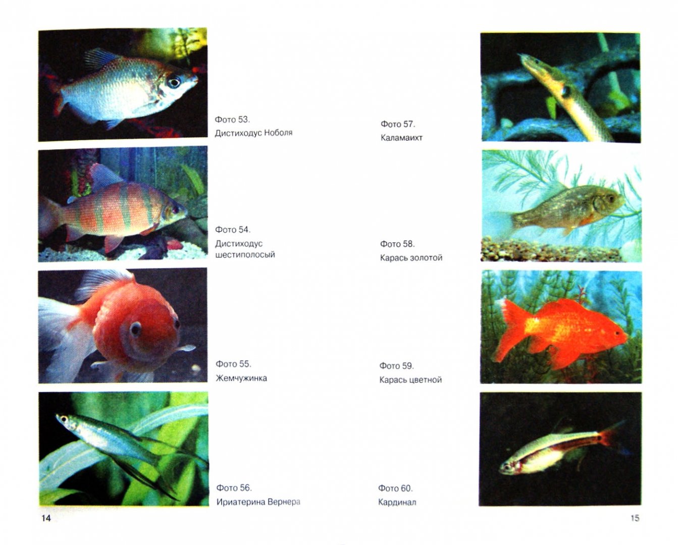список аквариумных рыбок с фото и названиями