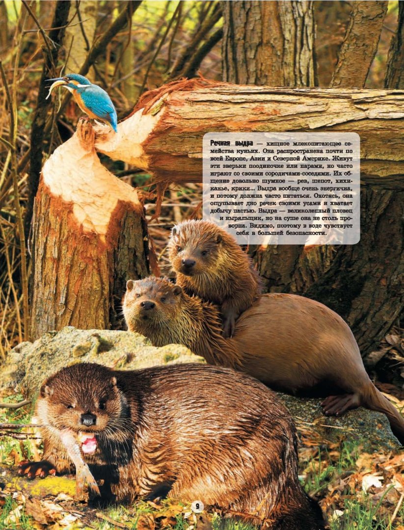 Иллюстрация 13 из 13 для Животные планеты - Елена Папуниди | Лабиринт - книги. Источник: Лабиринт