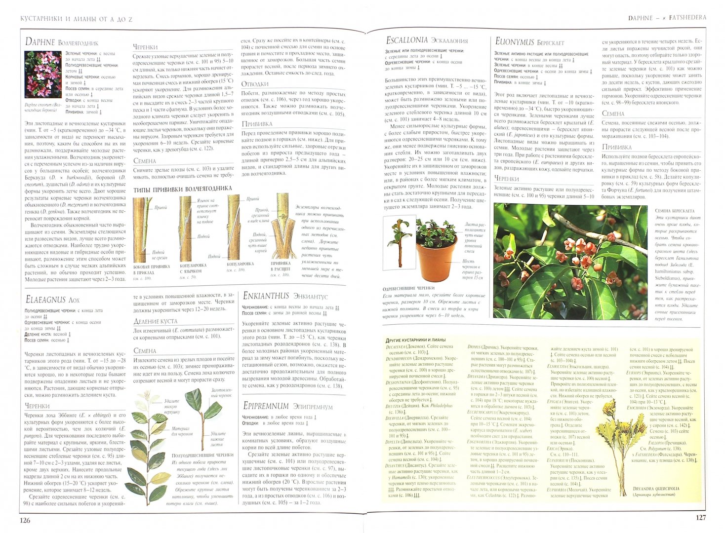 Иллюстрация 1 из 25 для Размножение растений | Лабиринт - книги. Источник: Лабиринт