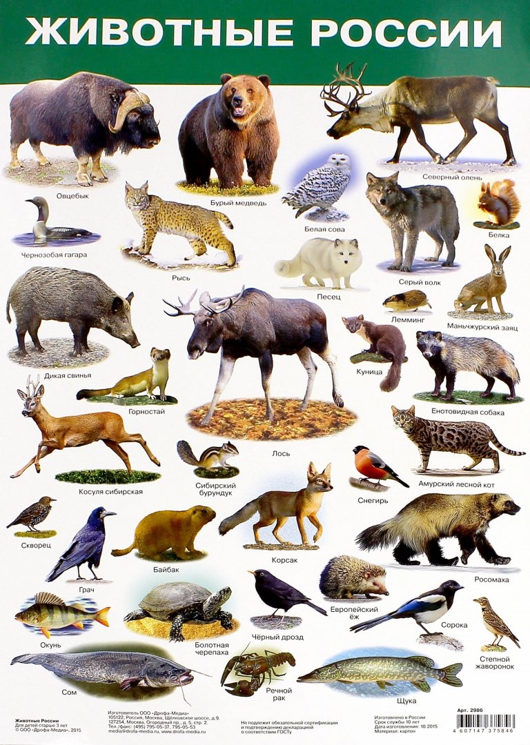 Иллюстрация 1 из 18 для Животные России. Демонстрационный плакат (2986) | Лабиринт - книги. Источник: Лабиринт