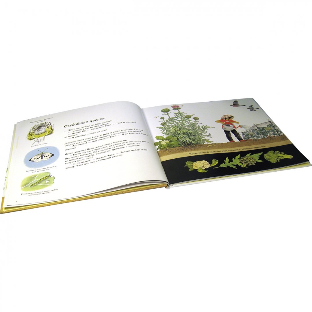 Иллюстрация 5 из 14 для Как растут овощи? (иллюстрации Герды Мюллер) - Герда Мюллер | Лабиринт - книги. Источник: Лабиринт