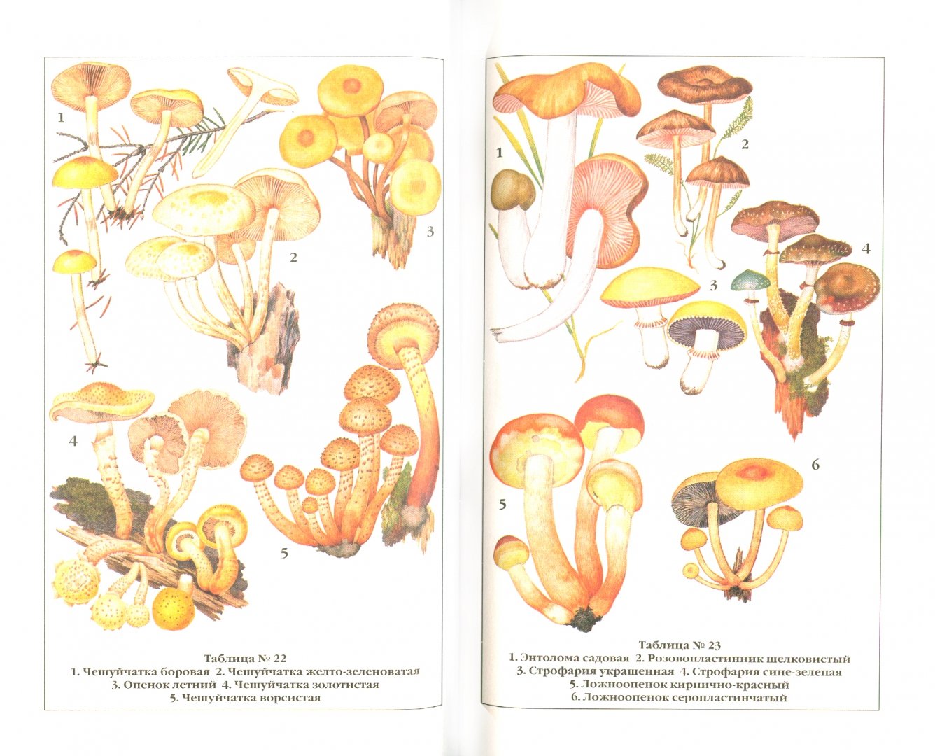 Иллюстрация 1 из 3 для Справочник грибника - Клепинина, Клепинина | Лабиринт - книги. Источник: Лабиринт
