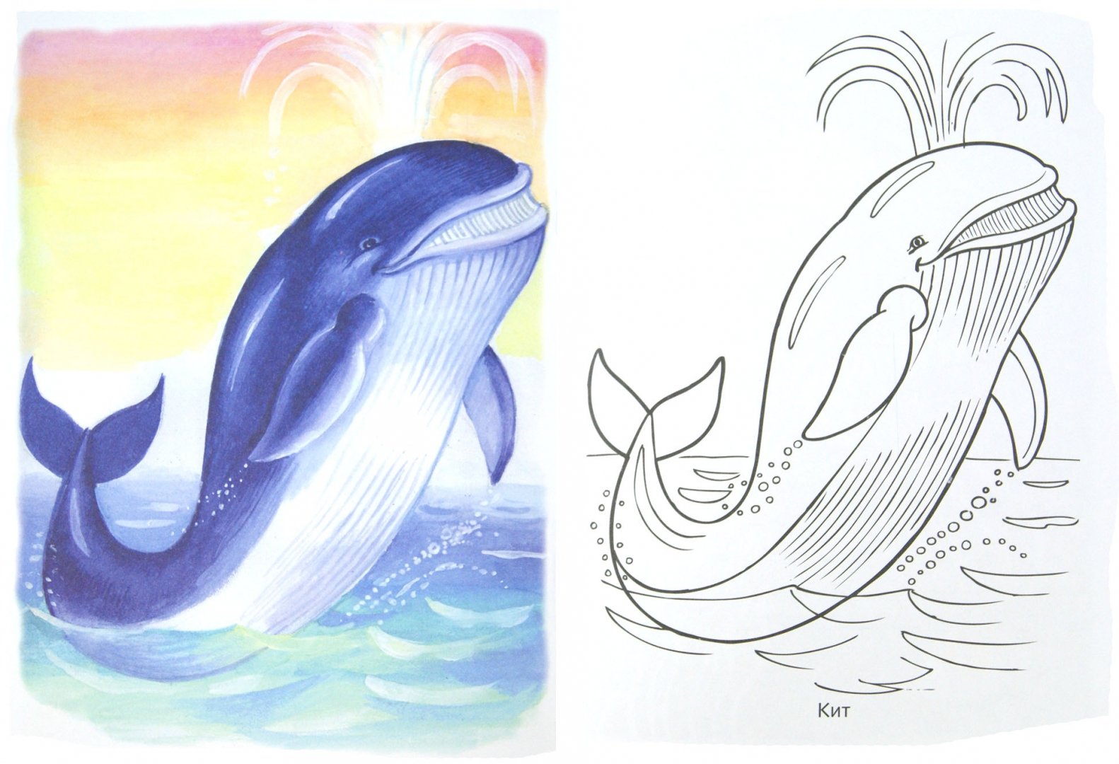 Иллюстрация 1 из 33 для Раскраска "Жители морей" | Лабиринт - книги. Источник: Лабиринт