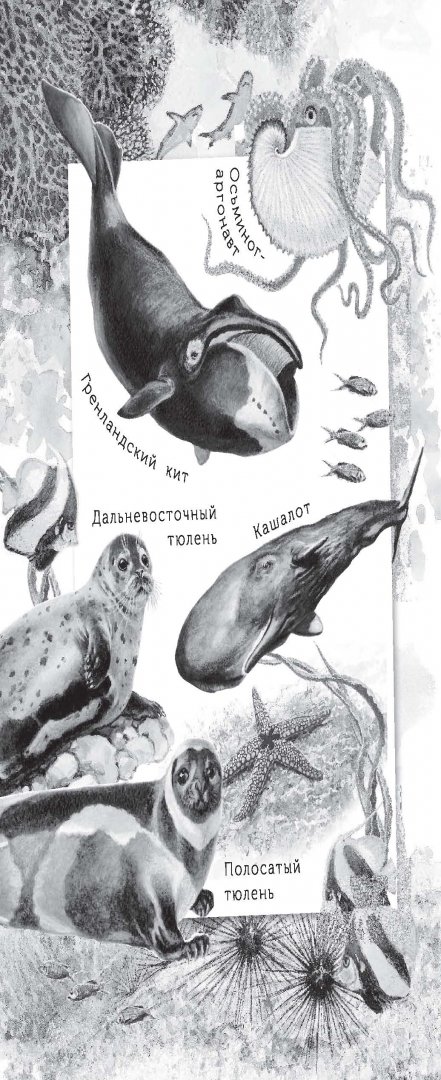 Иллюстрация 2 из 65 для Живые домики. С вопросами и ответами для почемучек - Сахарнов, Мосалов | Лабиринт - книги. Источник: Лабиринт