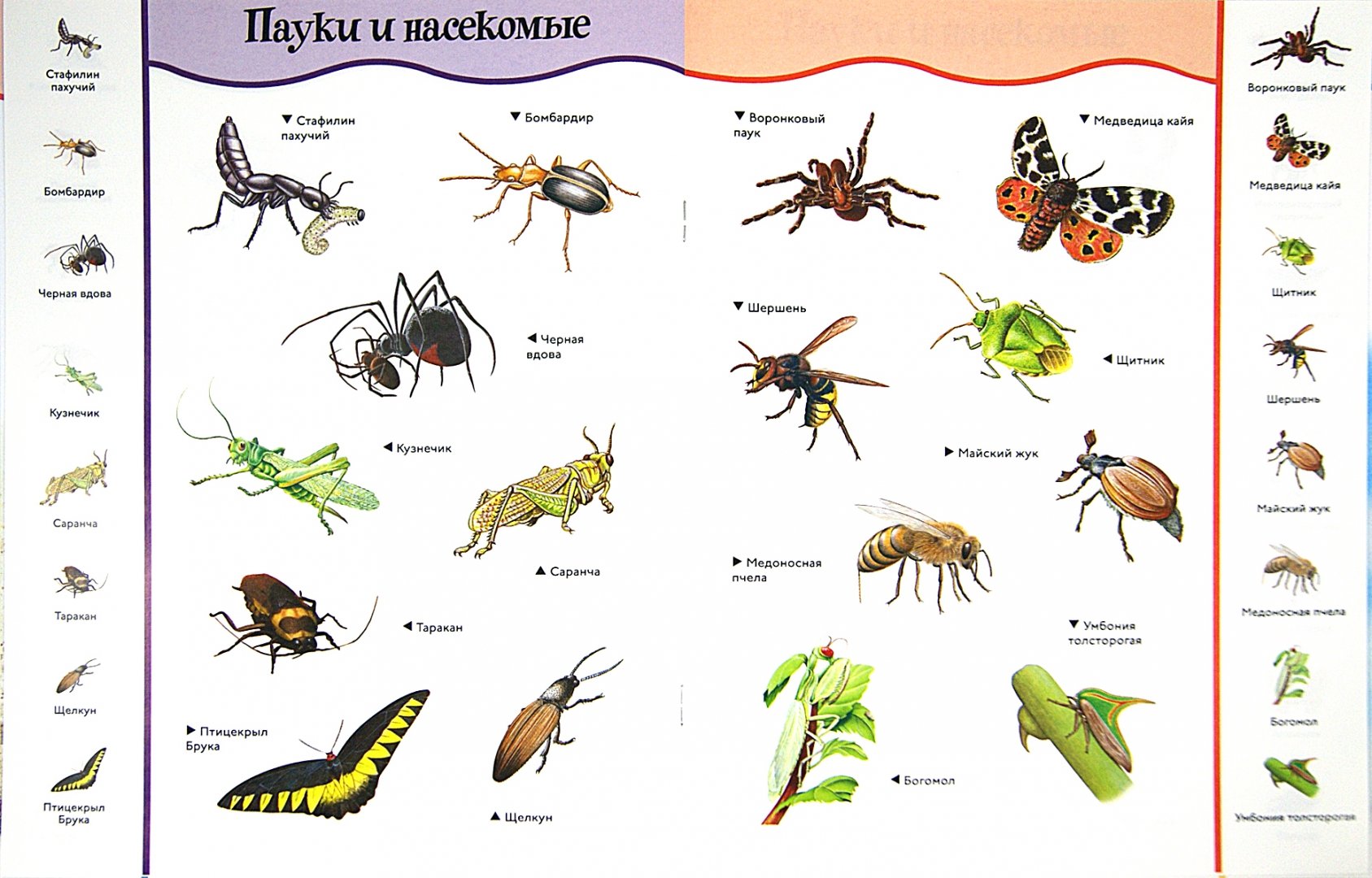 Виды насекомые список. Картинки насекомых с названиями. Насекомые для дошкольников. Насекомые с названиями для детей. Названия насекомых для дошкольников.