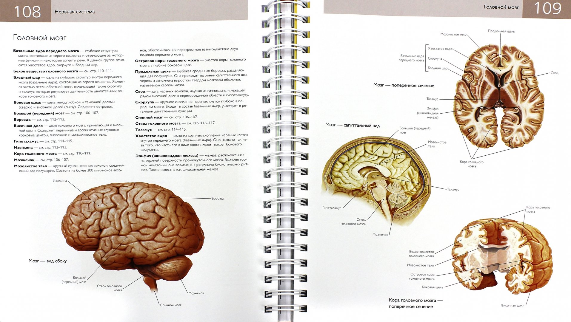 Иллюстрация 1 из 22 для Популярная анатомия человека. Подробное иллюстрированное руководство с тестами для самоконтроля - Кен Эшвелл | Лабиринт - книги. Источник: Лабиринт