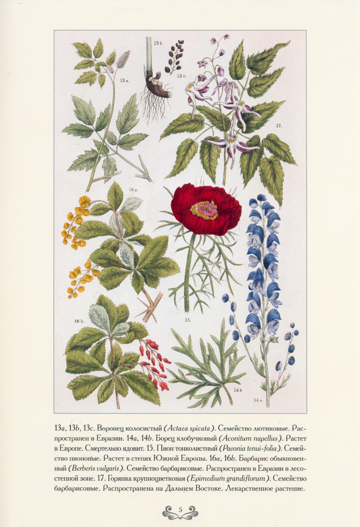 Иллюстрация 2 из 12 для Ботанический атлас. Карл фон Гофман - Готман фон | Лабиринт - книги. Источник: Лабиринт