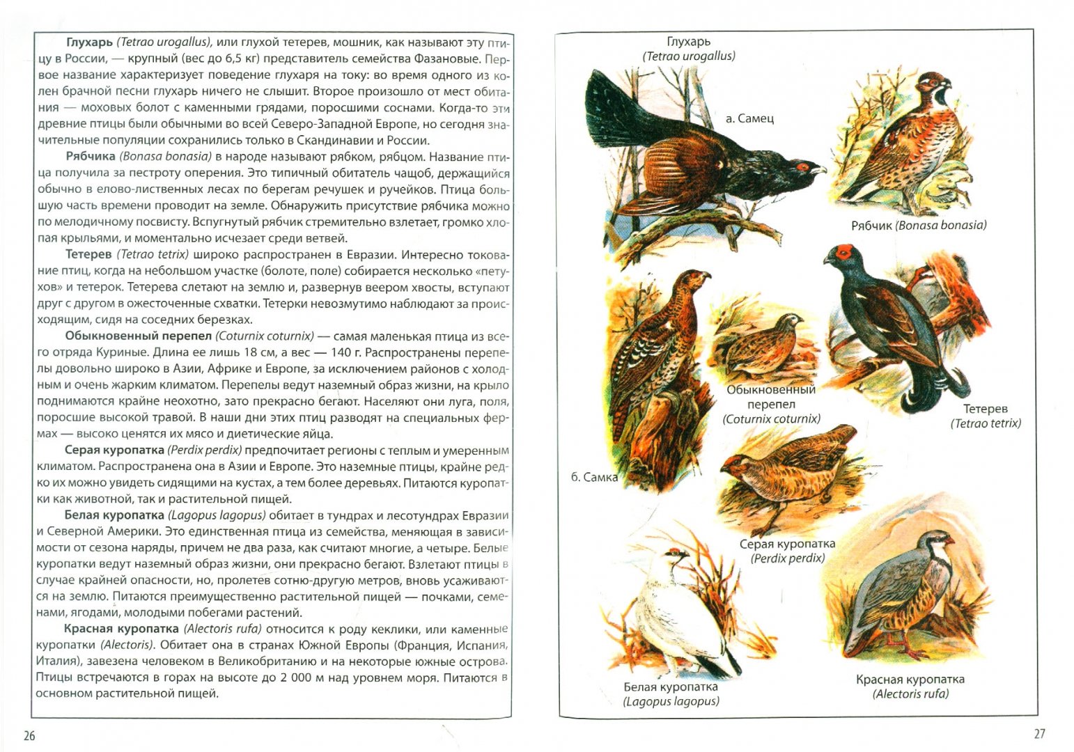 Иллюстрация 1 из 5 для Птицы | Лабиринт - книги. Источник: Лабиринт