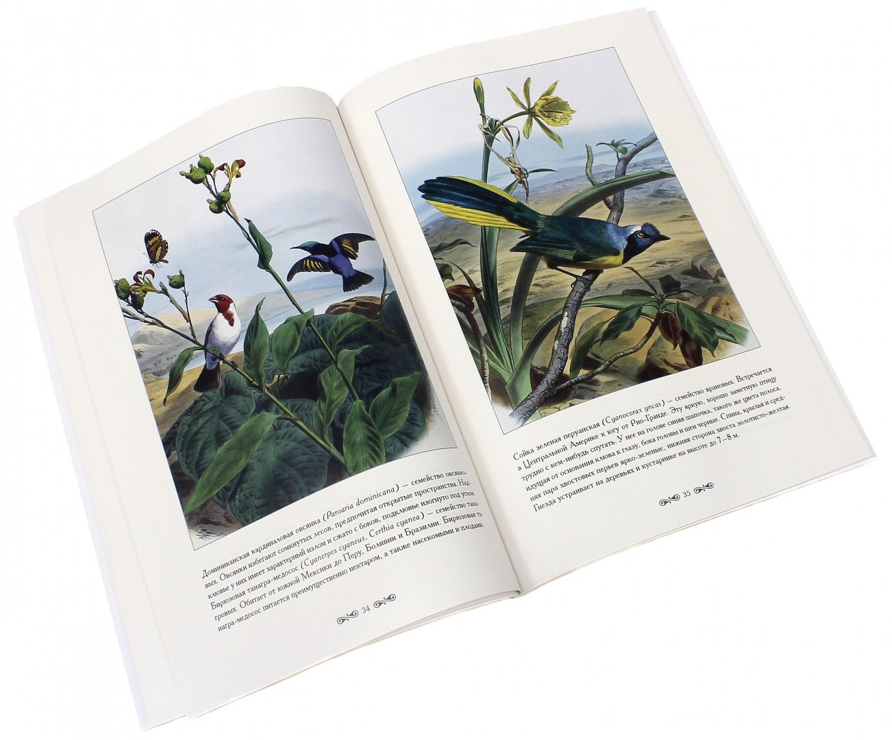 Иллюстрация 2 из 11 для Самые красивые птицы - С. Иванов | Лабиринт - книги. Источник: Лабиринт