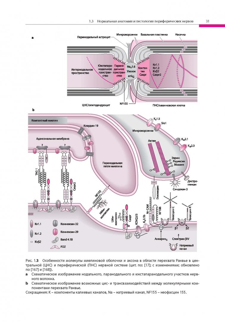 Иллюстрация 22 из 32 для Поражения периферических нервов и корешковые синдромы - Мументалер, Штер, Мюллер-Фаль | Лабиринт - книги. Источник: Лабиринт