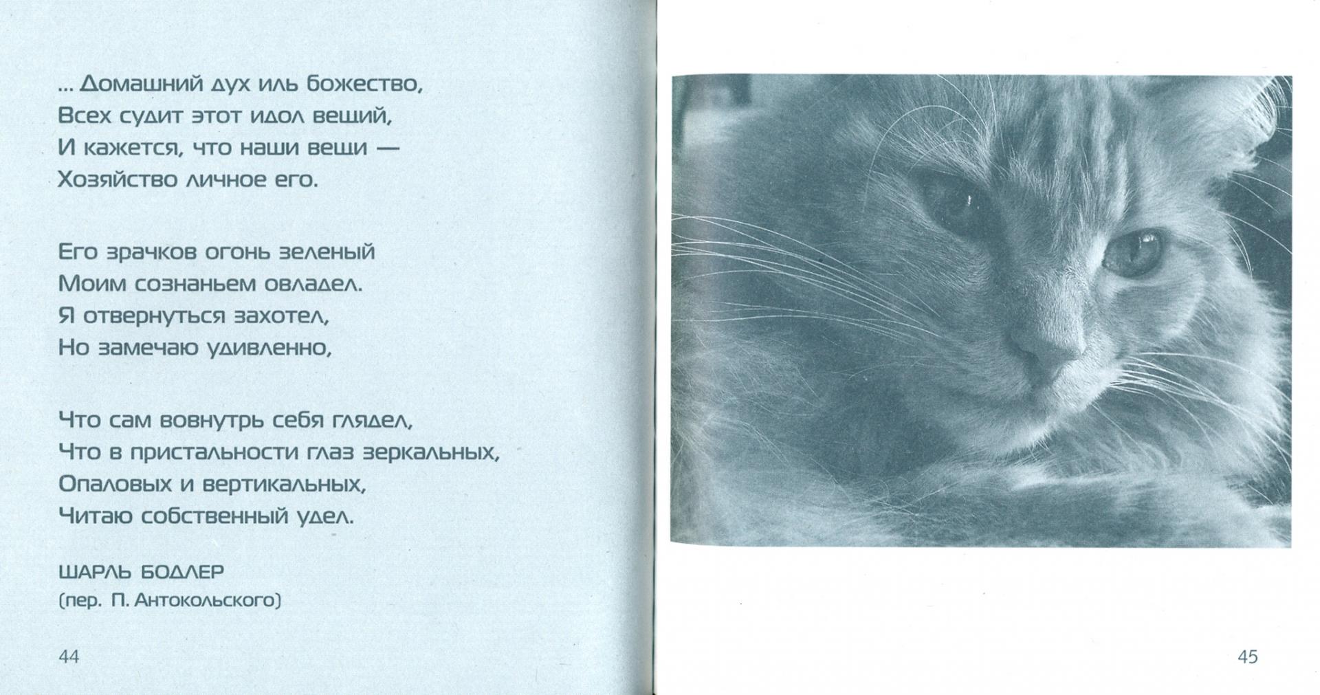 Иллюстрация 1 из 5 для Люди заводят собак, а кошки людей | Лабиринт - книги. Источник: Лабиринт