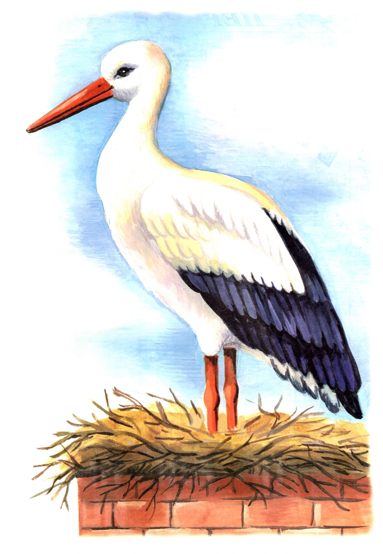 Иллюстрация 1 из 29 для Раскраска. Перелетные птицы | Лабиринт - книги. Источник: Лабиринт