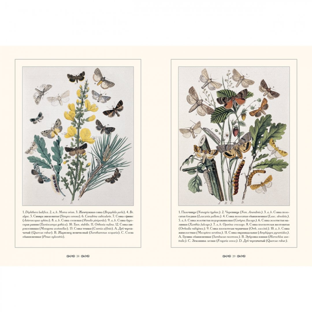 Иллюстрация 7 из 15 для Бабочки Европы | Лабиринт - книги. Источник: Лабиринт