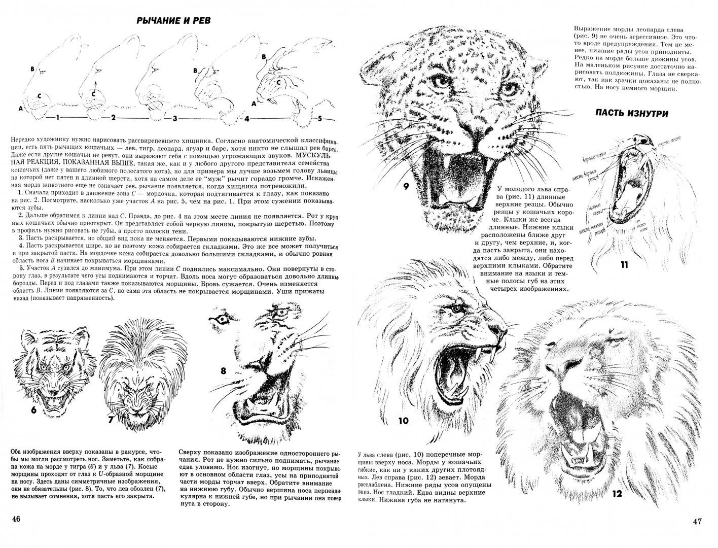 Иллюстрация 1 из 41 для Как рисовать животных - Джек Хамм | Лабиринт - книги. Источник: Лабиринт
