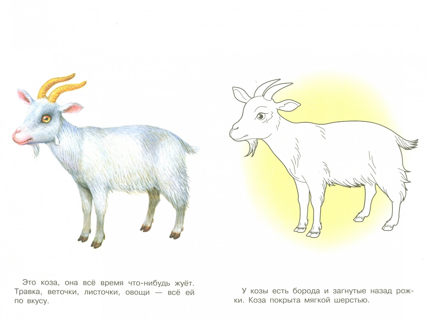Иллюстрация 1 из 29 для Раскраска. Раскрашиваем и учимся. Домашние животные | Лабиринт - книги. Источник: Лабиринт