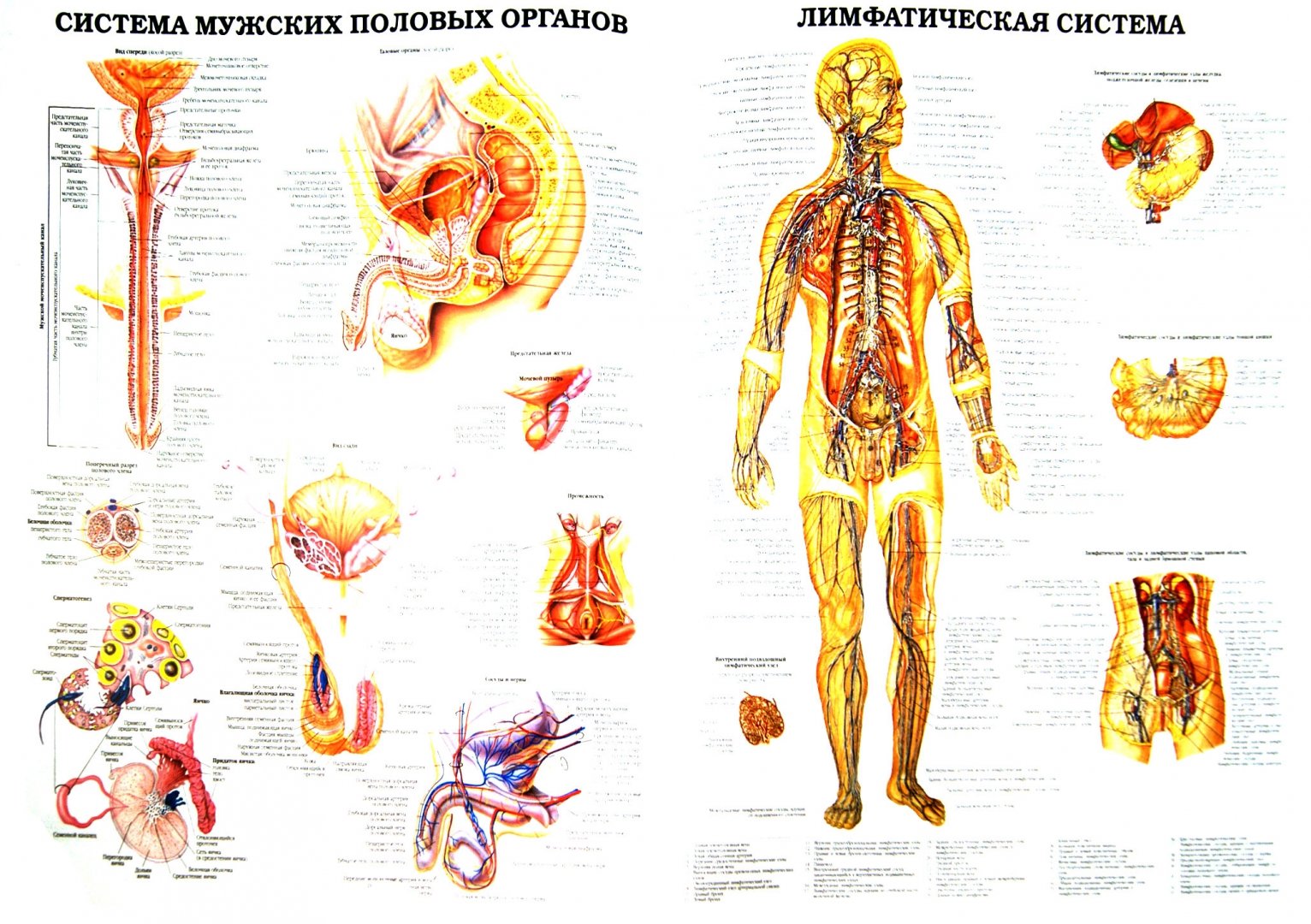 Иллюстрация 1 из 12 для Анатомия человека. Системы и органы | Лабиринт - книги. Источник: Лабиринт