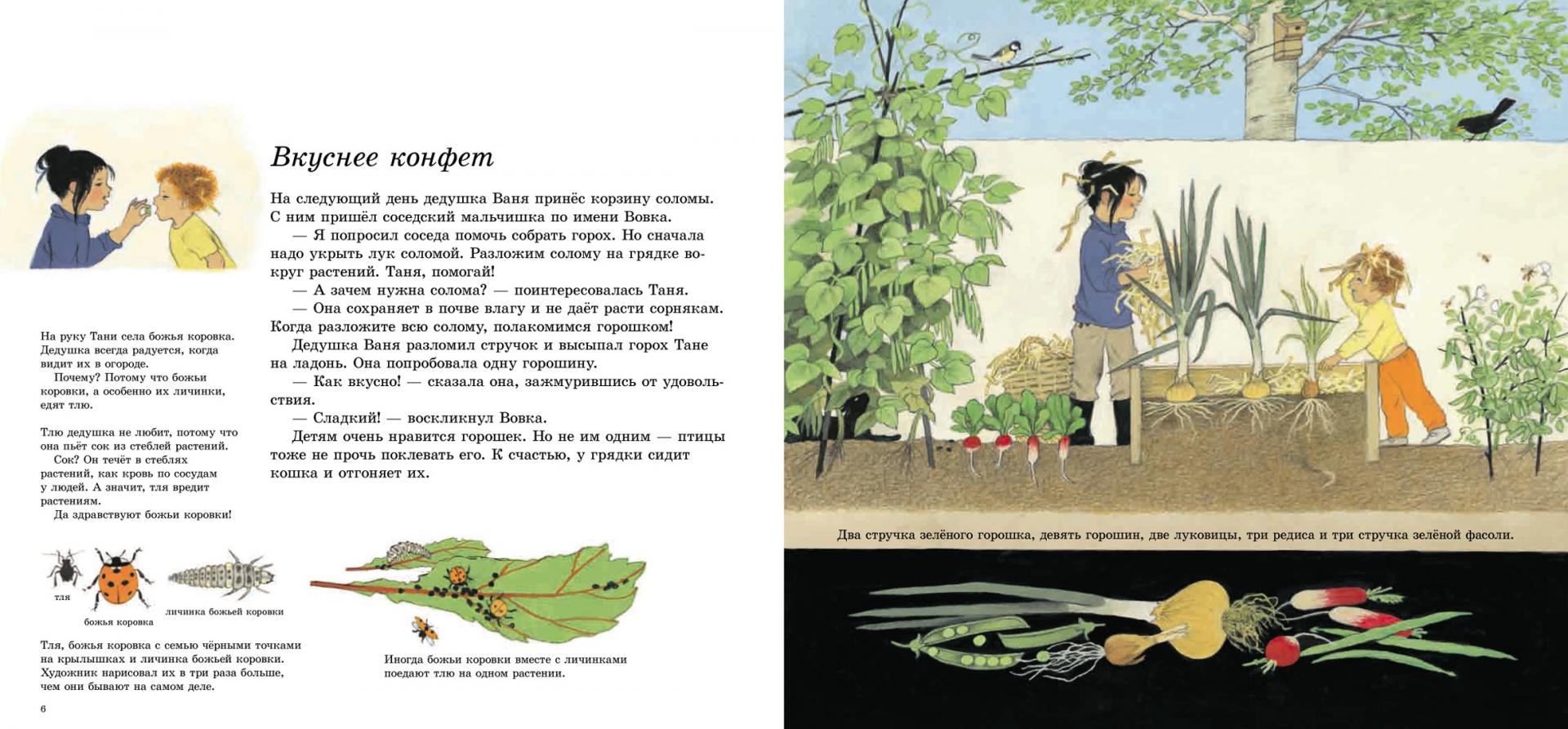 Иллюстрация 12 из 14 для Как растут овощи? (иллюстрации Герды Мюллер) - Герда Мюллер | Лабиринт - книги. Источник: Лабиринт