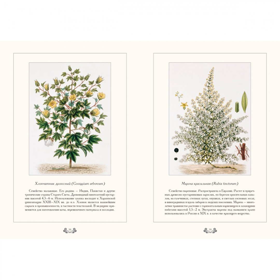 Иллюстрация 9 из 10 для Царство растений - С. Иванов | Лабиринт - книги. Источник: Лабиринт