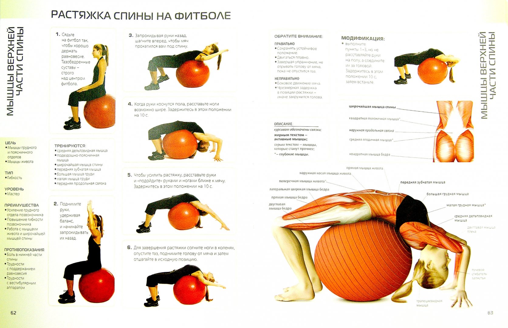 Иллюстрация 1 из 8 для Анатомия упражнений для спины - Филипп Стриано | Лабиринт - книги. Источник: Лабиринт