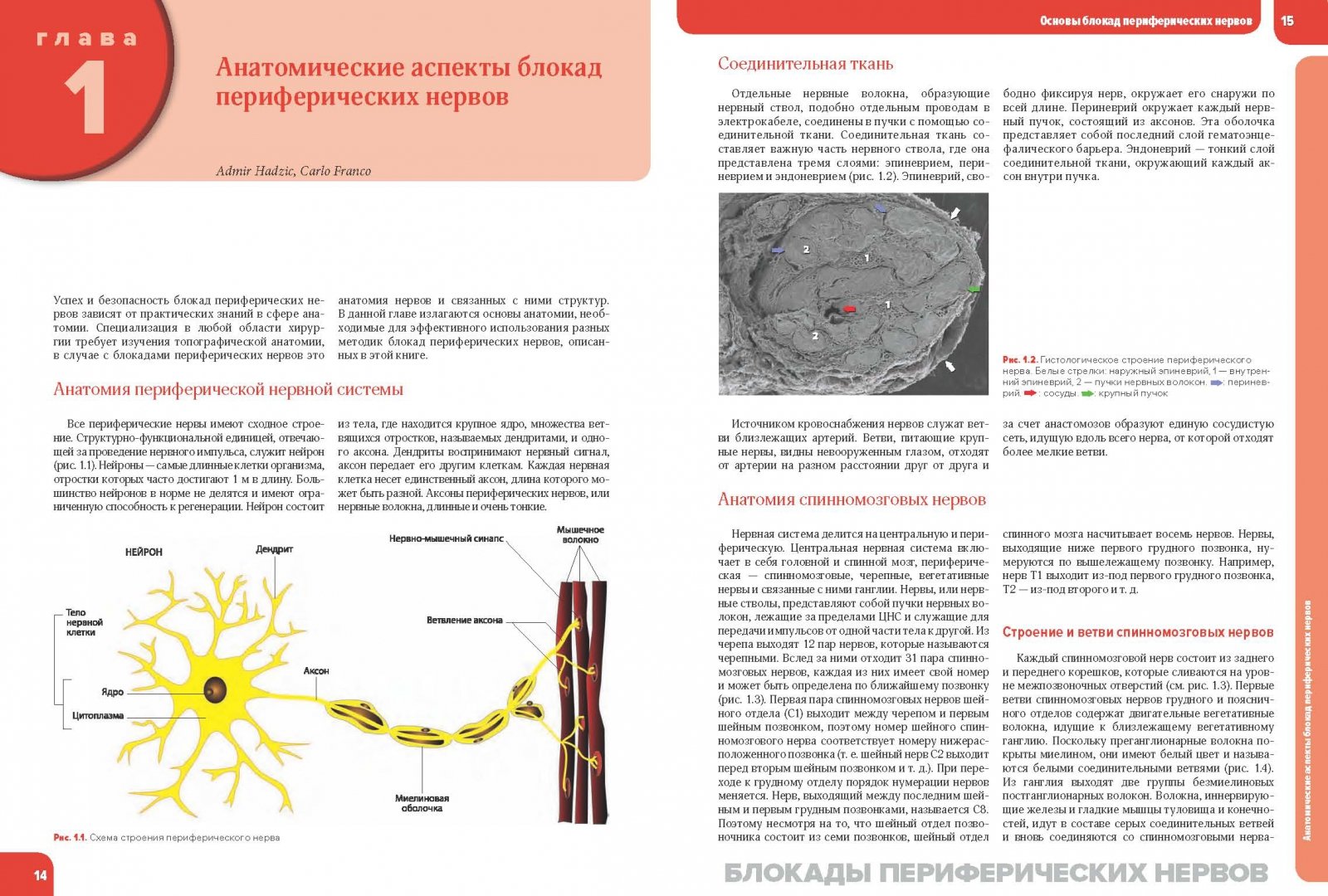 Иллюстрация 3 из 6 для Блокады периферических нервов и регионарная анестезия под ультразвуковым контролем - Адмир Хаджич | Лабиринт - книги. Источник: Лабиринт