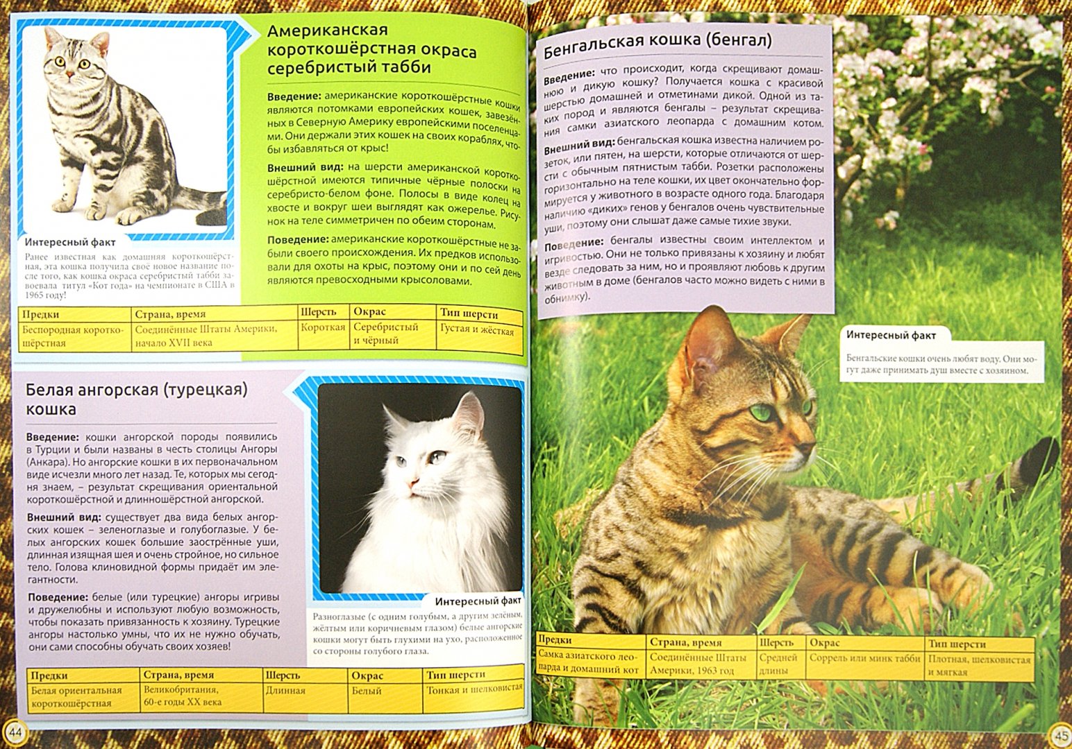 Иллюстрация 1 из 20 для Энциклопедия о кошках. Все о кошках | Лабиринт - книги. Источник: Лабиринт