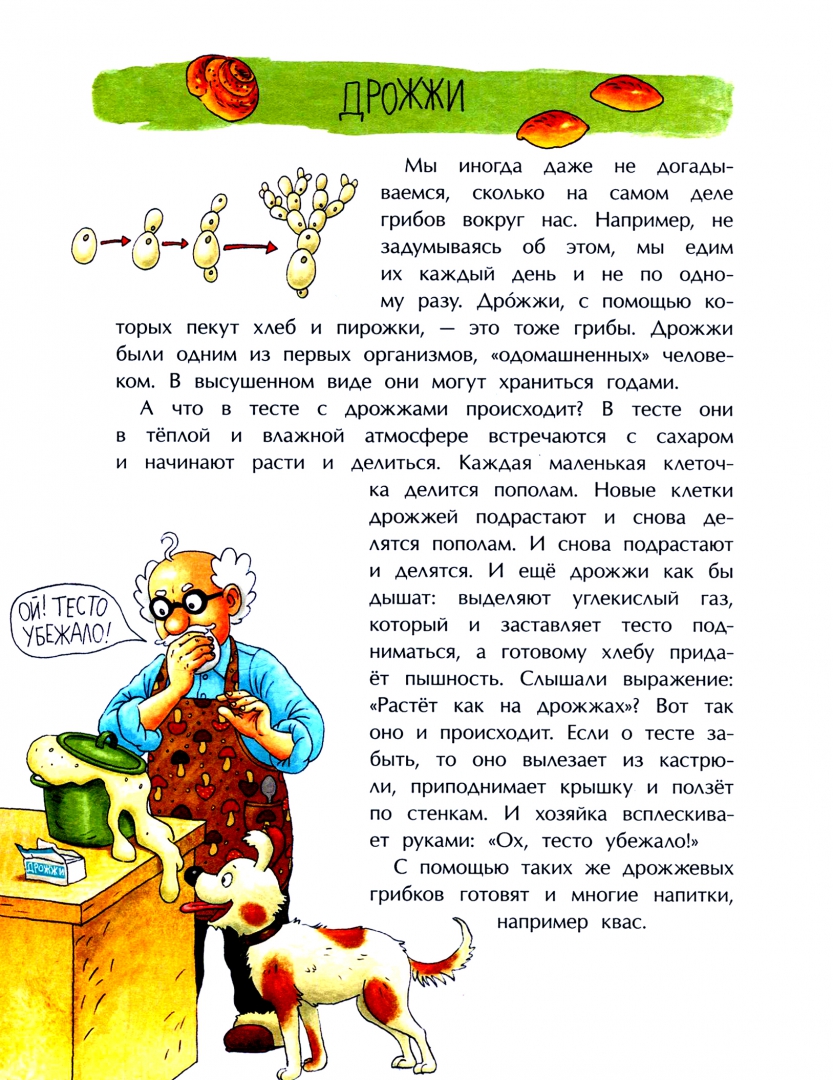 Иллюстрация 1 из 68 для Грибное царство - Алена Васнецова | Лабиринт - книги. Источник: Лабиринт