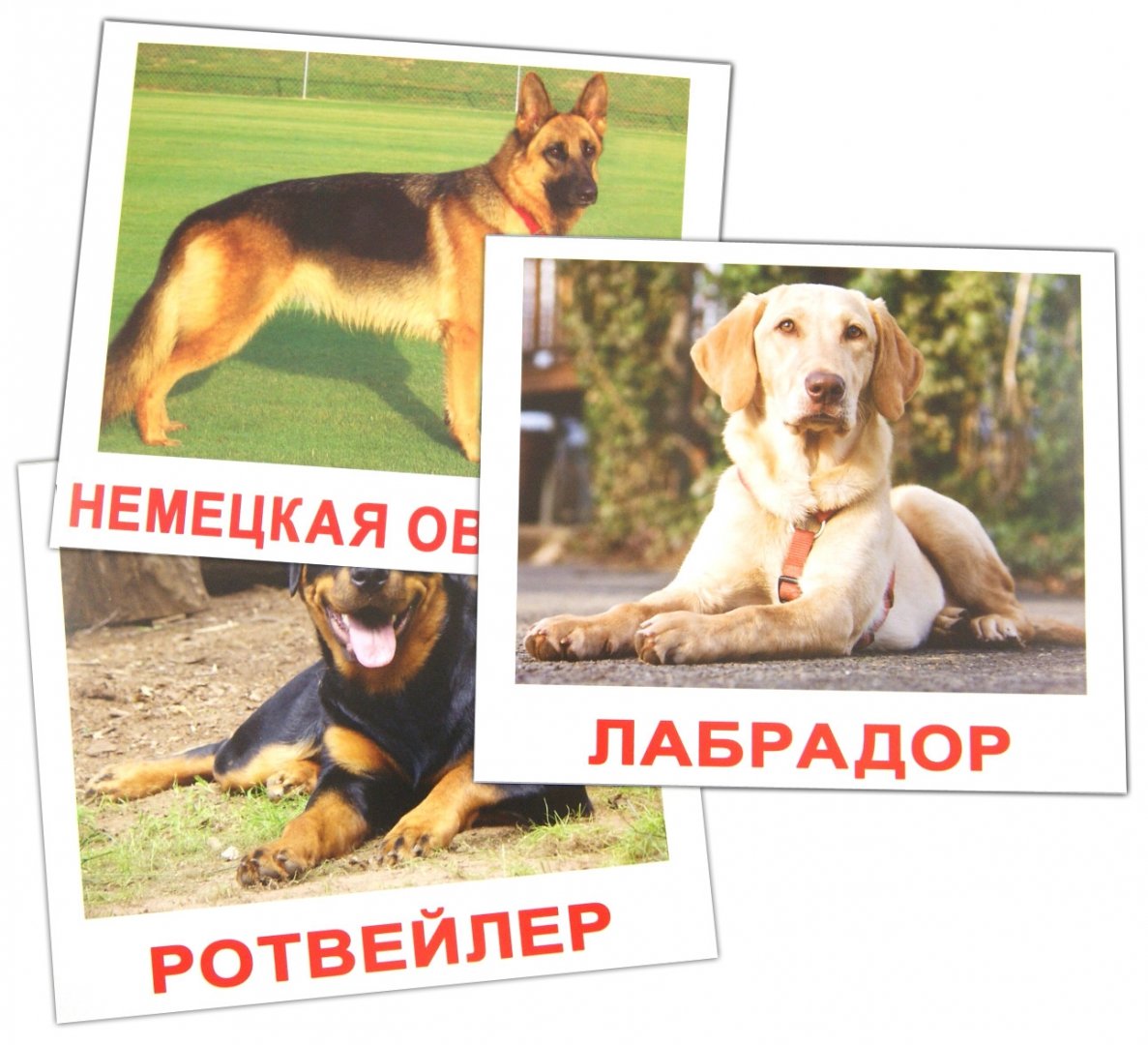 Иллюстрация 1 из 13 для Комплект карточек "Породы собак" (16,5х19,5 см) - Носова, Епанова | Лабиринт - игрушки. Источник: Лабиринт