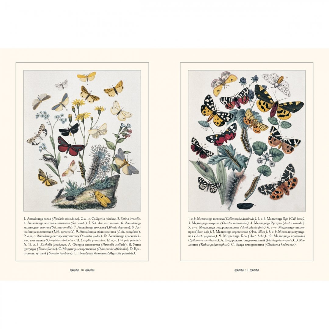 Иллюстрация 4 из 15 для Бабочки Европы | Лабиринт - книги. Источник: Лабиринт