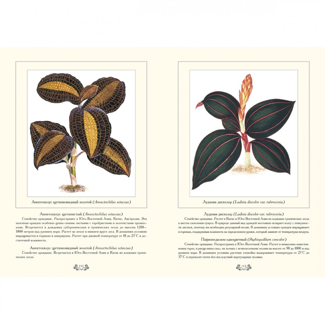 Иллюстрация 4 из 10 для Растения с цветными листьями | Лабиринт - книги. Источник: Лабиринт