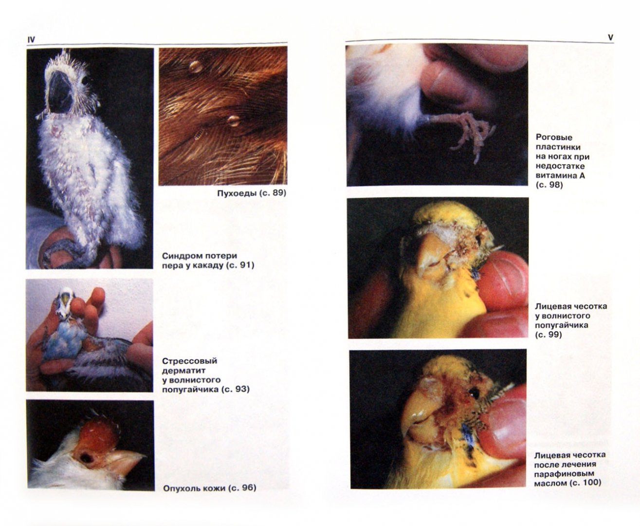 Иллюстрация 1 из 9 для Болезни декоративных птиц - Дорис Квинтен | Лабиринт - книги. Источник: Лабиринт