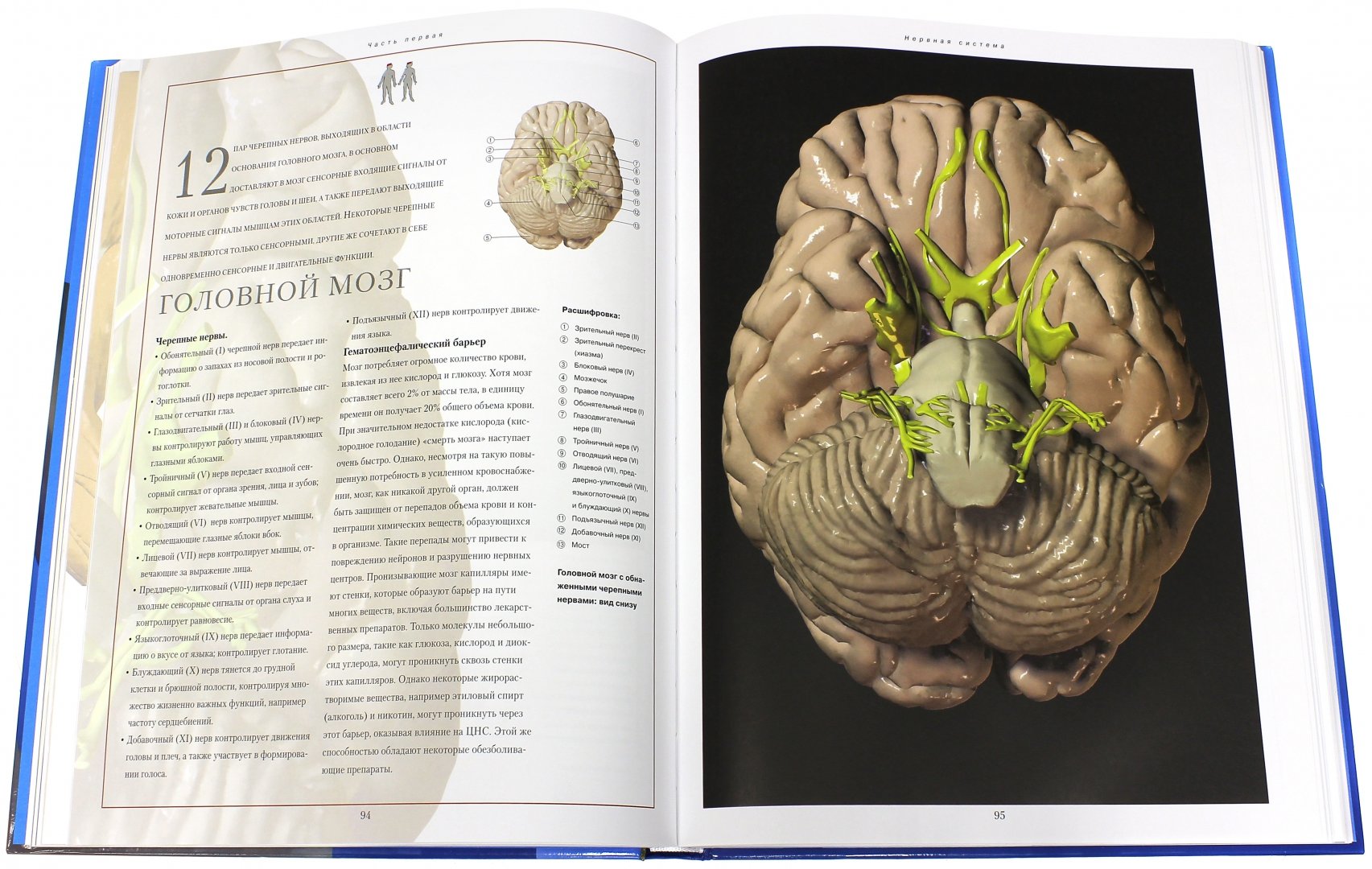 Иллюстрация 2 из 16 для Новый атлас анатомии человека | Лабиринт - книги. Источник: Лабиринт