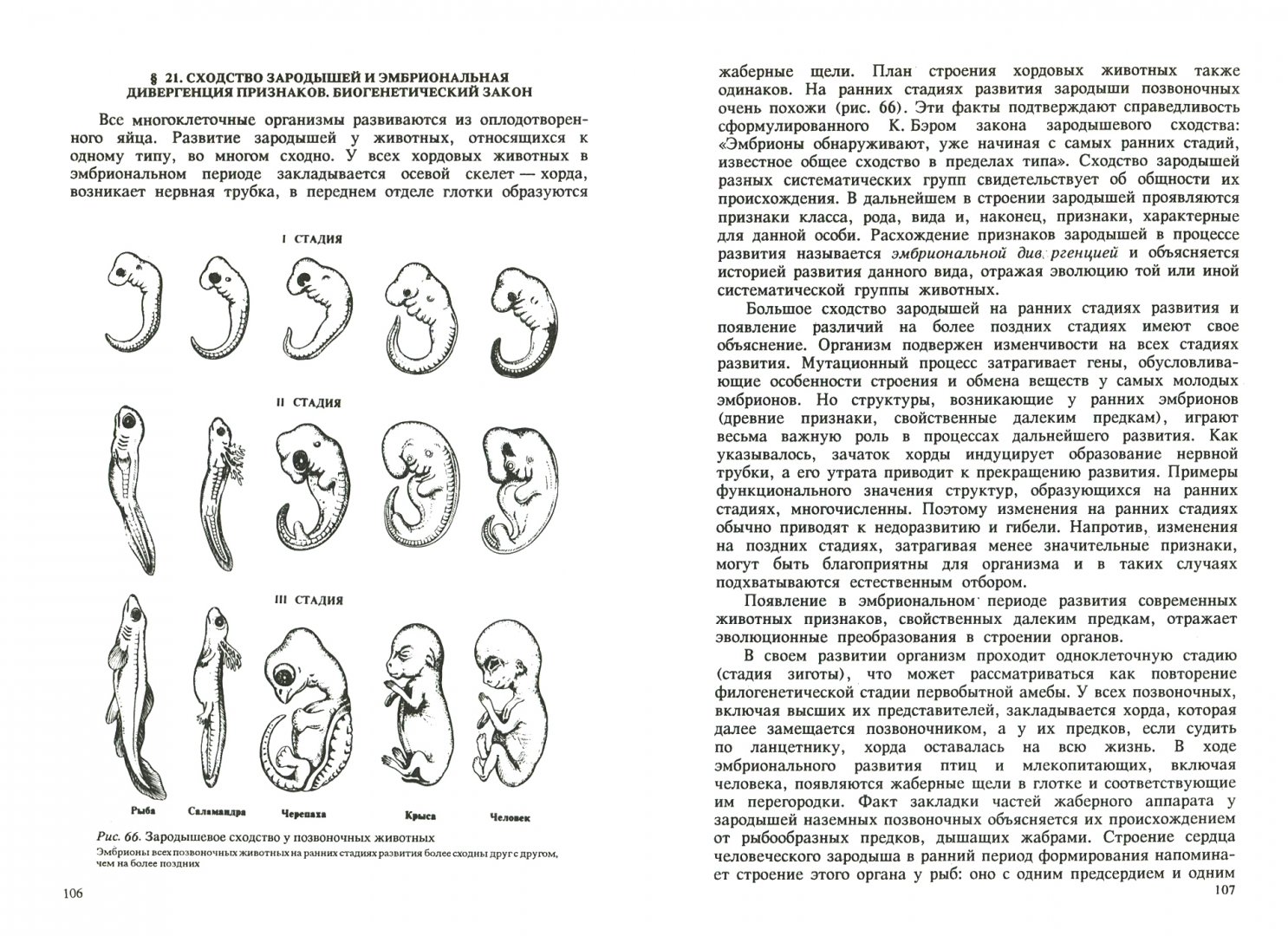 Наличие хвоста у зародыша человека на ранней. Сходство зародышей позвоночных. Сравнение зародышей позвоночных на разных стадиях развития таблица. Сходство зародышей человека и других. Сходства зародышей человека и млекопитающих.