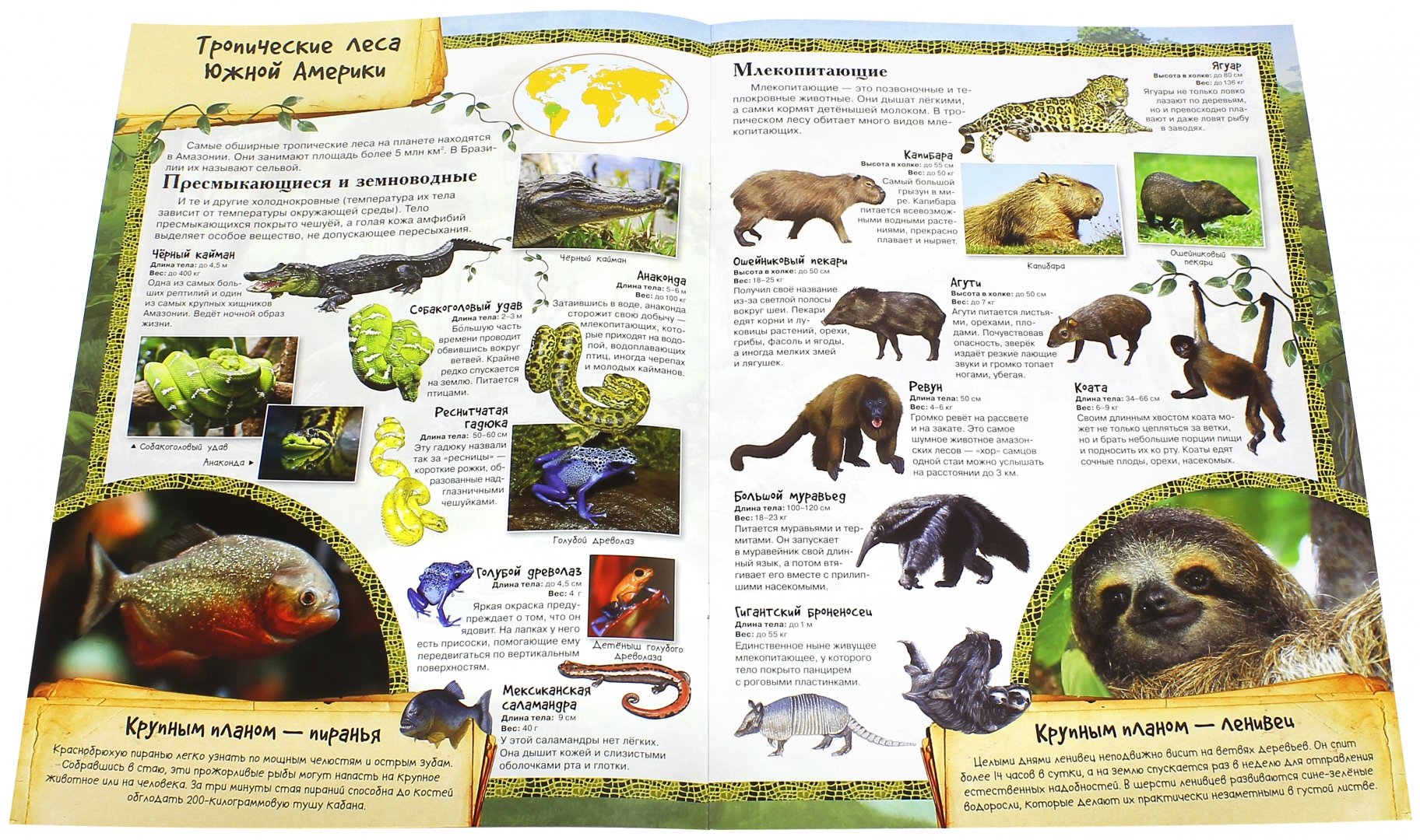 Иллюстрация 1 из 28 для МегаZOOпанорама. Тропический лес | Лабиринт - книги. Источник: Лабиринт