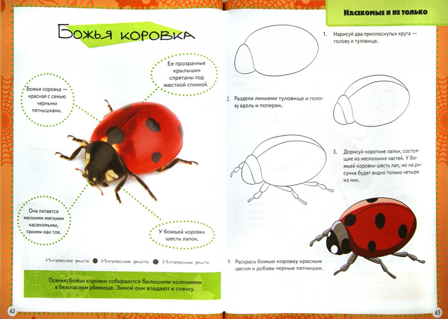Строение божьей коровки. Строение Божьей коровки для детей. Анатомия Божьей коровки для детей. Божья коровка строение тела.