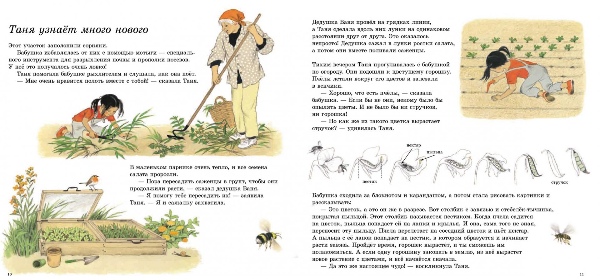 Иллюстрация 14 из 14 для Как растут овощи? (иллюстрации Герды Мюллер) - Герда Мюллер | Лабиринт - книги. Источник: Лабиринт