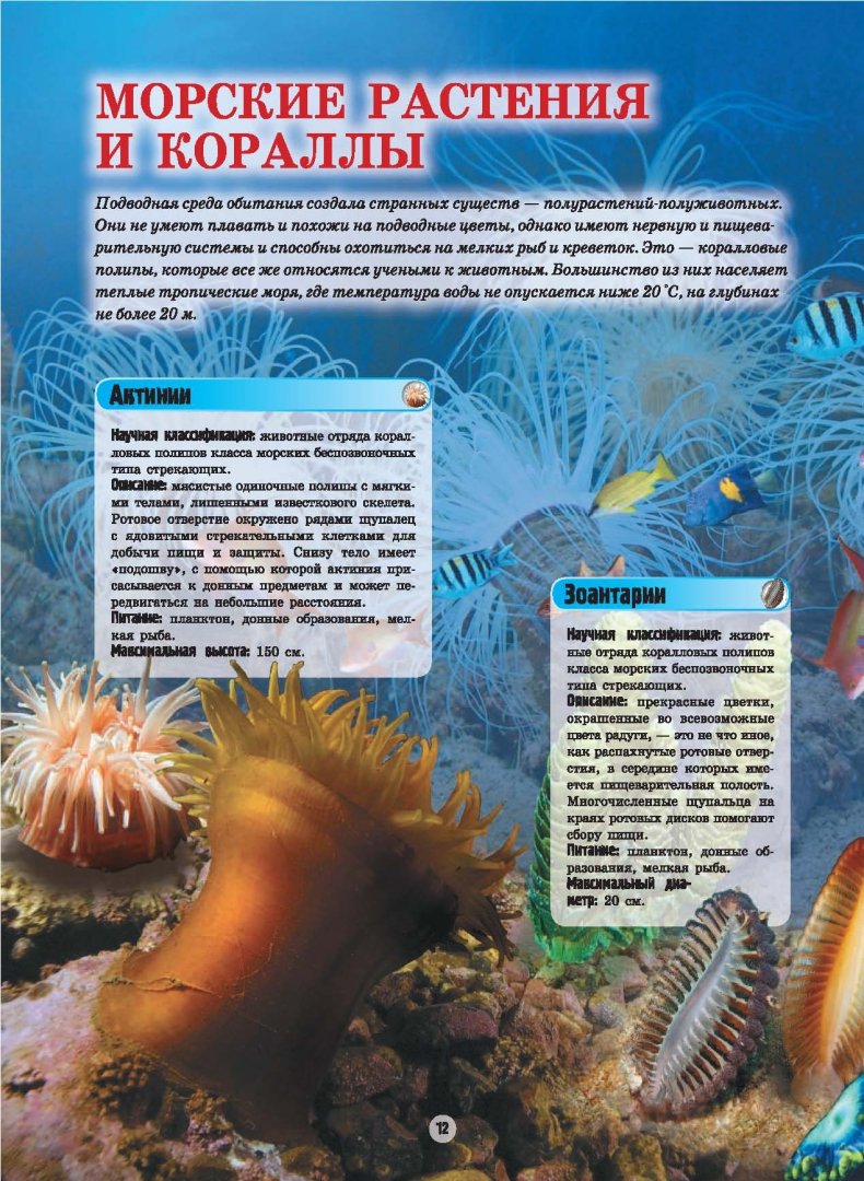 Иллюстрация 4 из 20 для Подводные обитатели - Вячеслав Ликсо | Лабиринт - книги. Источник: Лабиринт