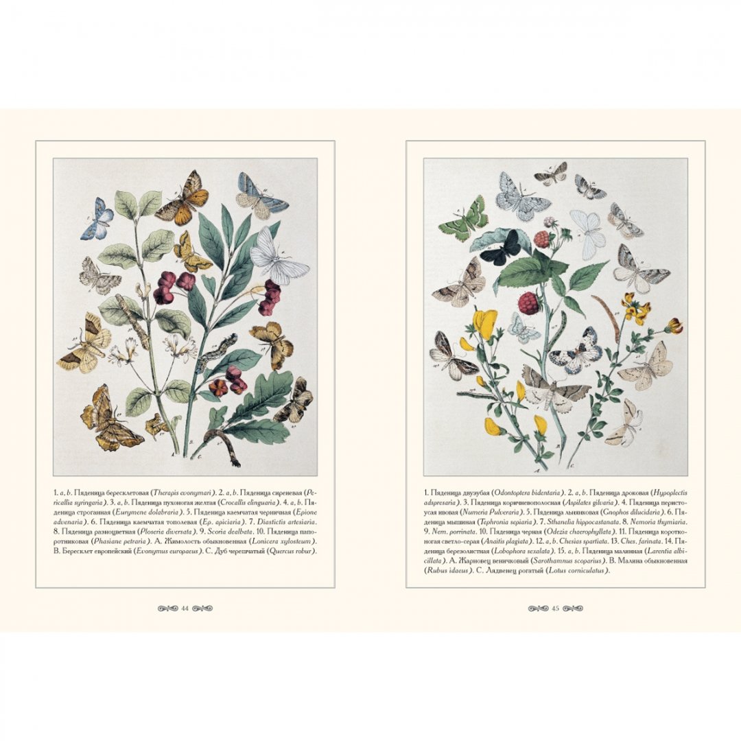 Иллюстрация 2 из 15 для Бабочки Европы | Лабиринт - книги. Источник: Лабиринт