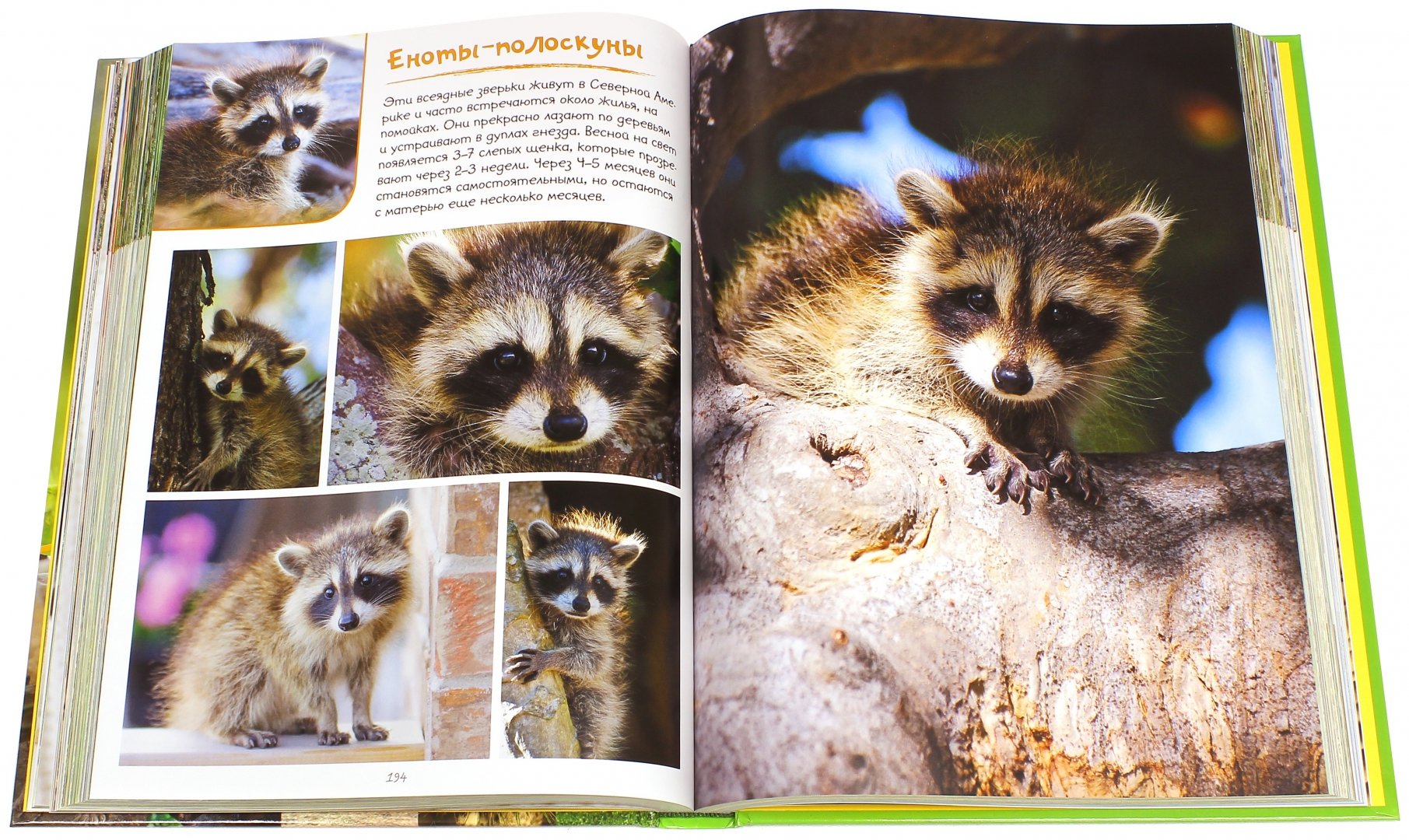 Иллюстрация 1 из 9 для Моя большая книга о детенышах животных. 1000 фотографий | Лабиринт - книги. Источник: Лабиринт