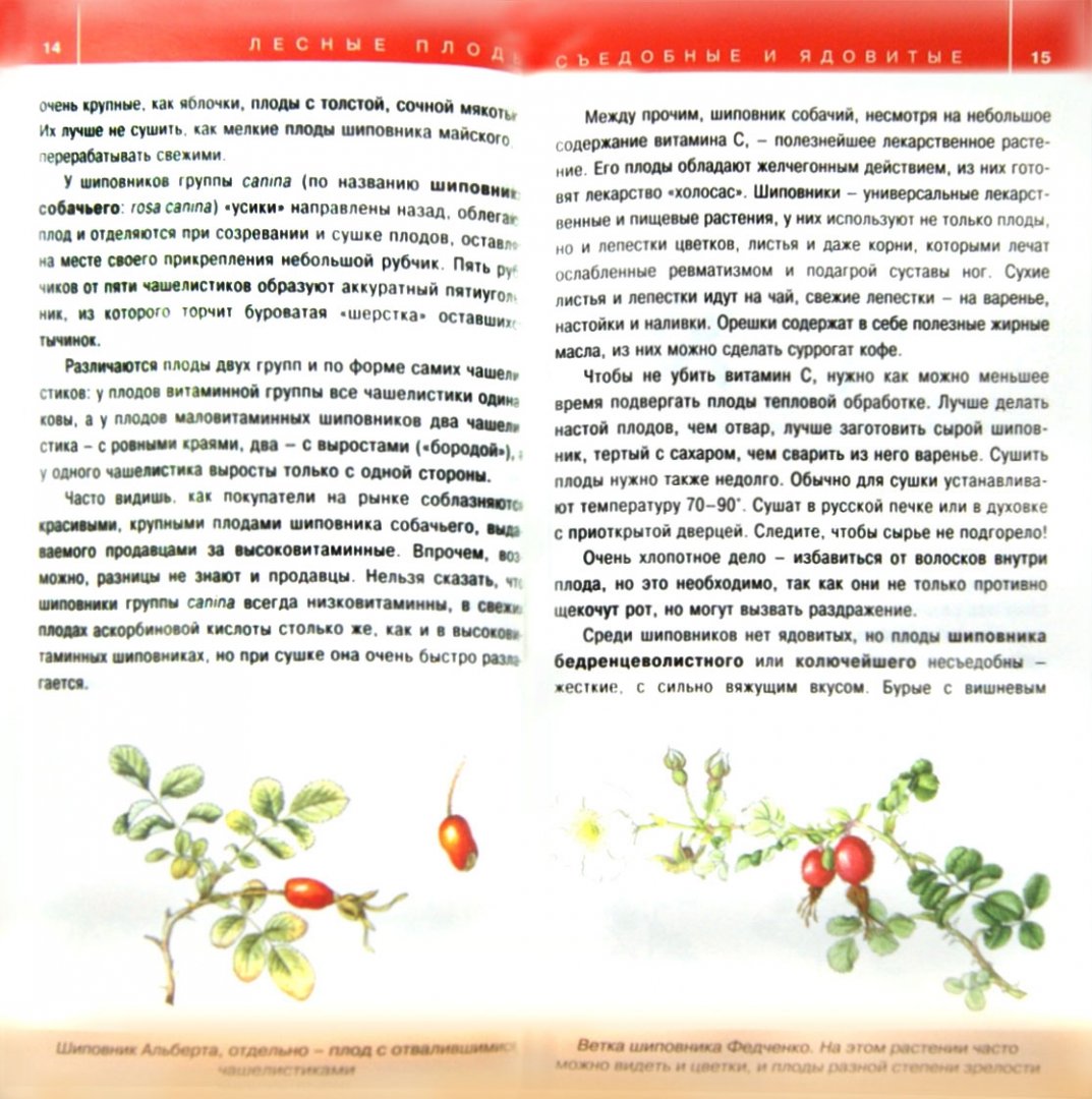 Иллюстрация 1 из 7 для Ягоды. Карманный атлас-определитель. Съедобные лесные плоды и ягоды и их несъедобные двойники - Сергеева, Замятина | Лабиринт - книги. Источник: Лабиринт