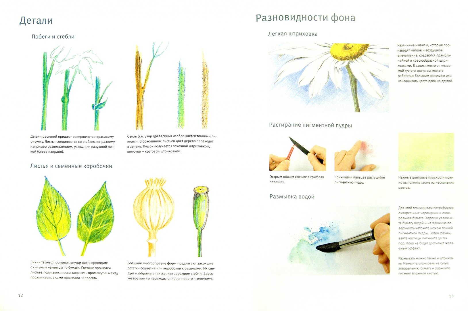 Иллюстрация 2 из 15 для Основы рисования: Цветы и бутоны - Кордула Керликовски | Лабиринт - книги. Источник: Лабиринт