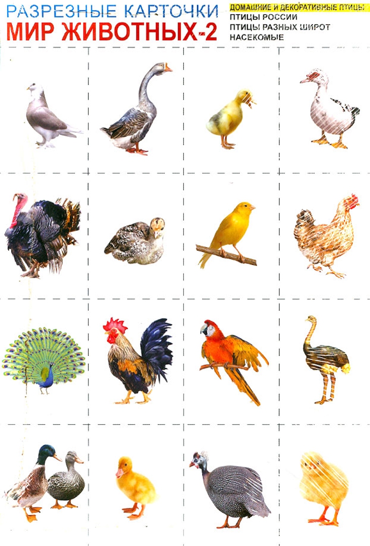 Иллюстрация 1 из 10 для Мир животных-2. Комплект разрезных карточек | Лабиринт - книги. Источник: Лабиринт